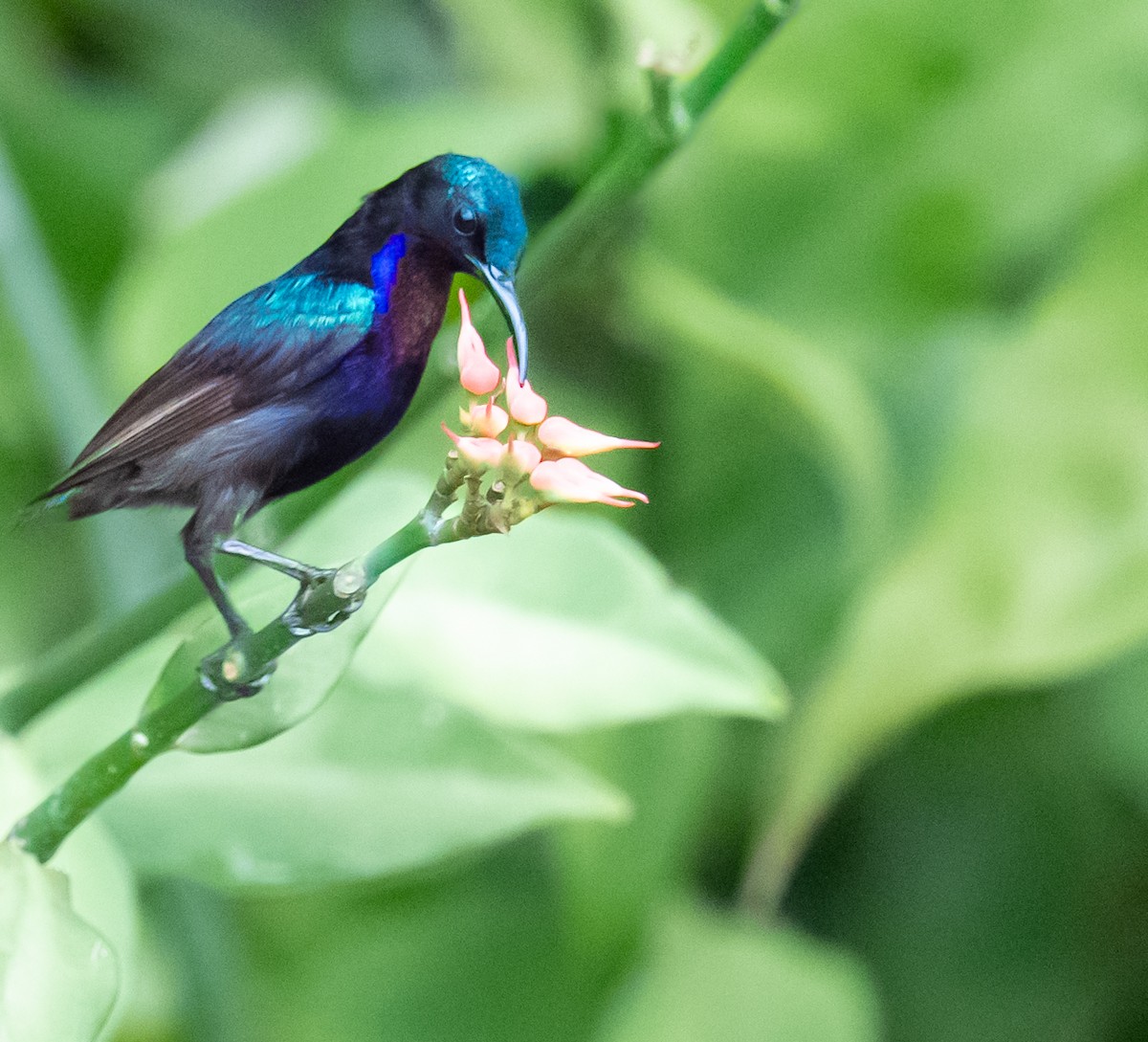 ノドアカタイヨウチョウ - ML640351542