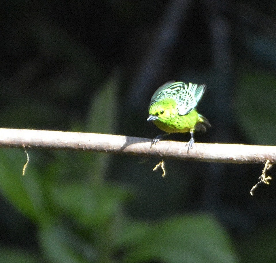 Yellow-bellied Tanager - ML640351543