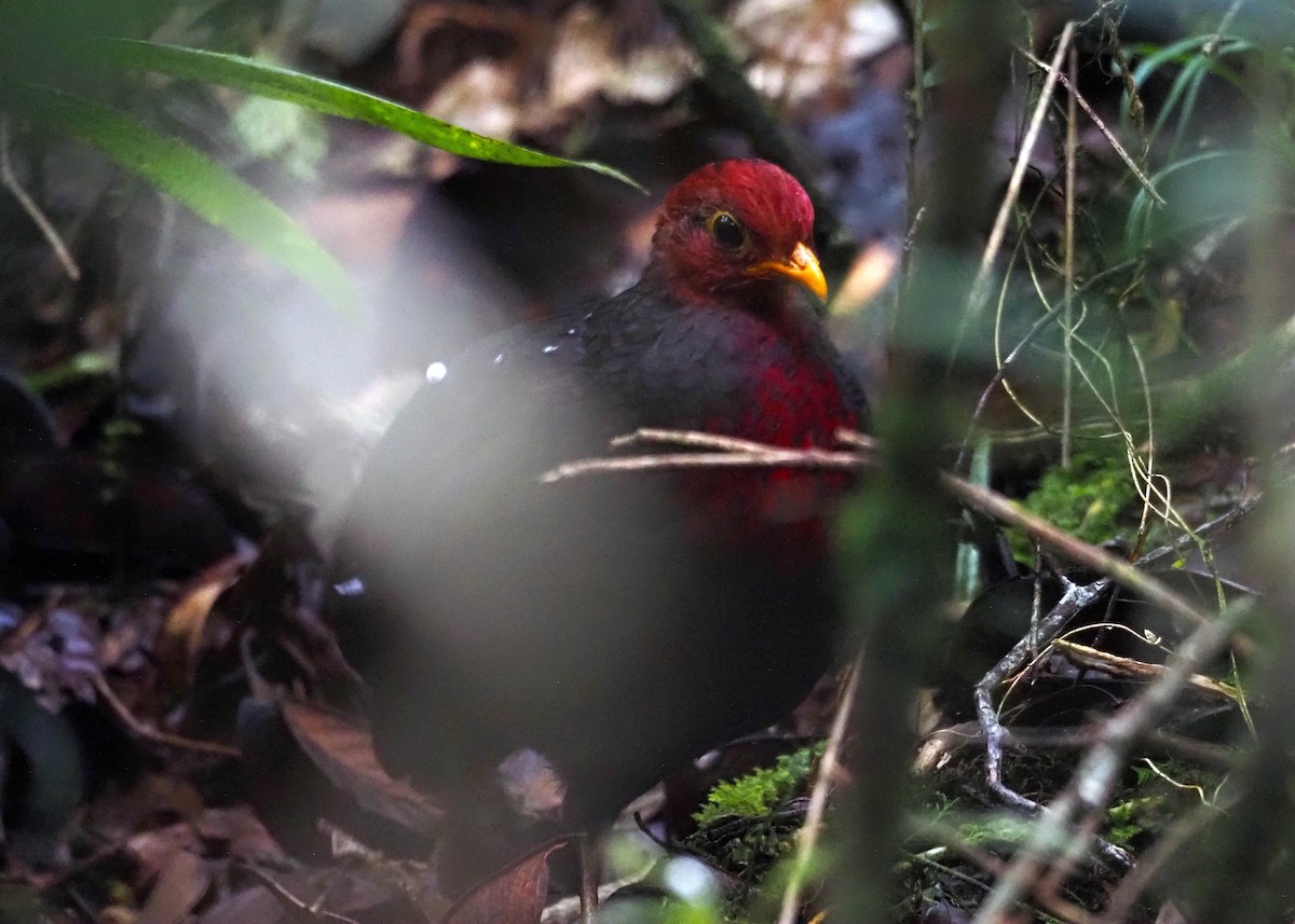 Crimson-headed Partridge - ML640351567