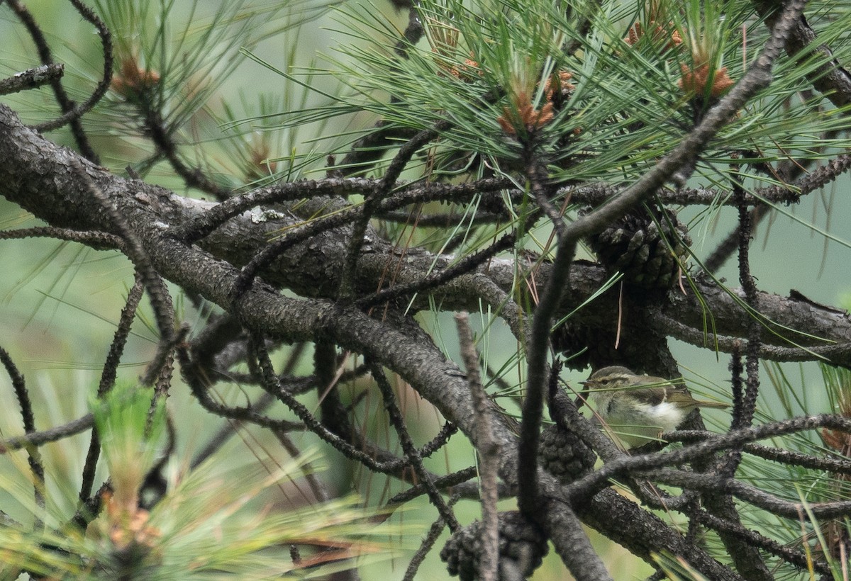 Sichuan Leaf Warbler - ML640351675