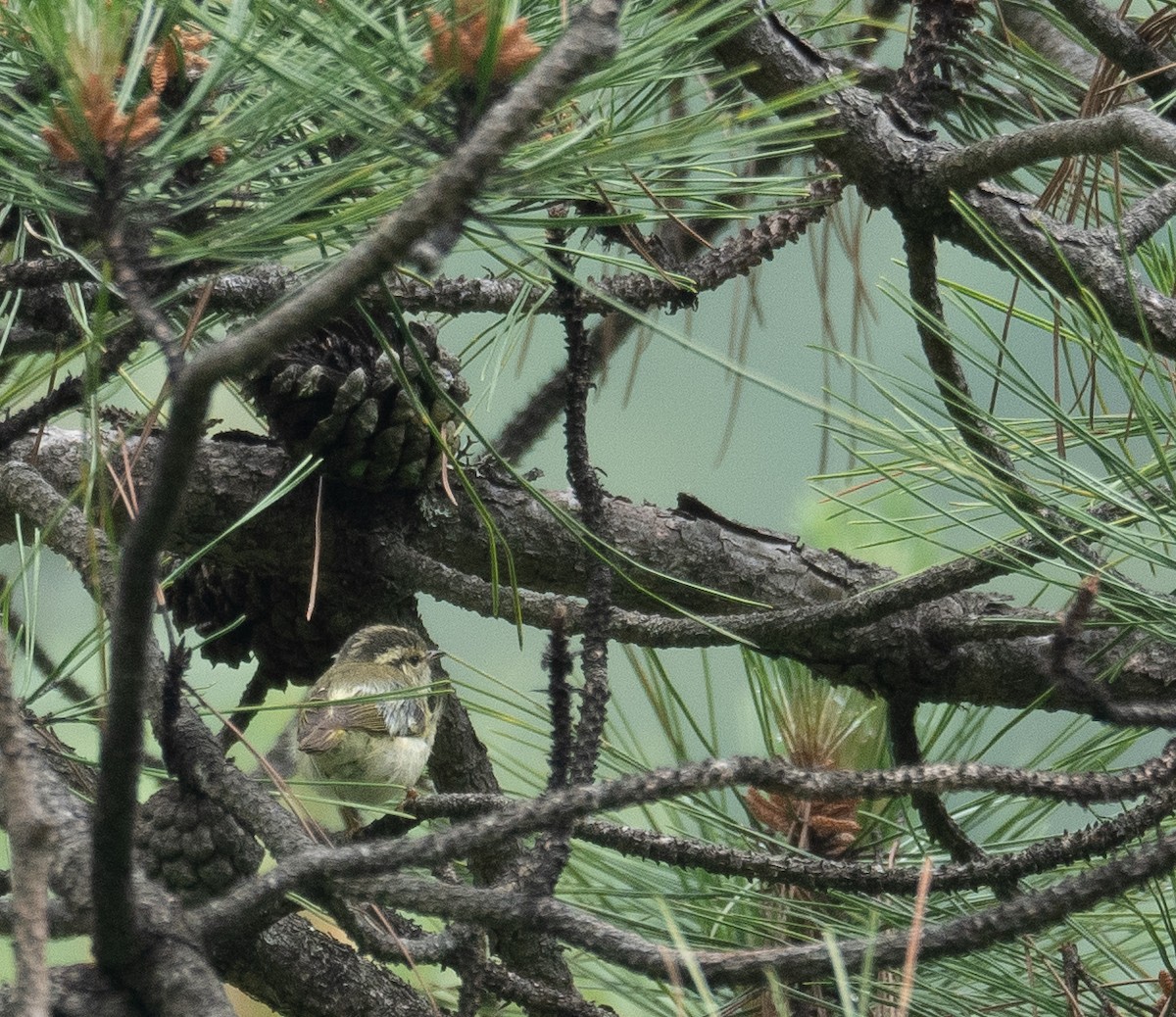 Sichuan Leaf Warbler - ML640351676