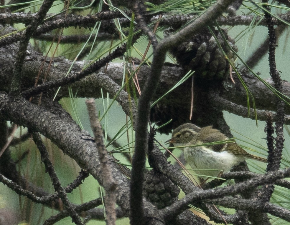 Sichuan Leaf Warbler - ML640351677