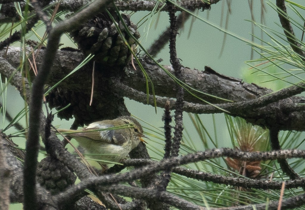 Sichuan Leaf Warbler - ML640351678