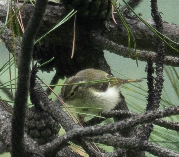 Sichuan Leaf Warbler - ML640351679