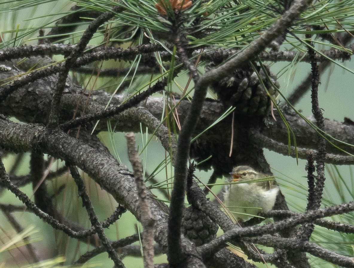Sichuan Leaf Warbler - ML640351680