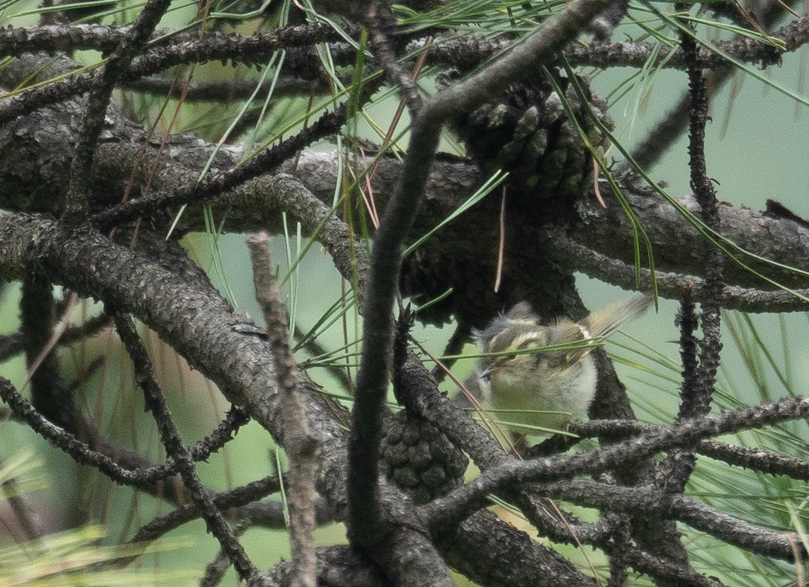 Sichuan Leaf Warbler - ML640351681