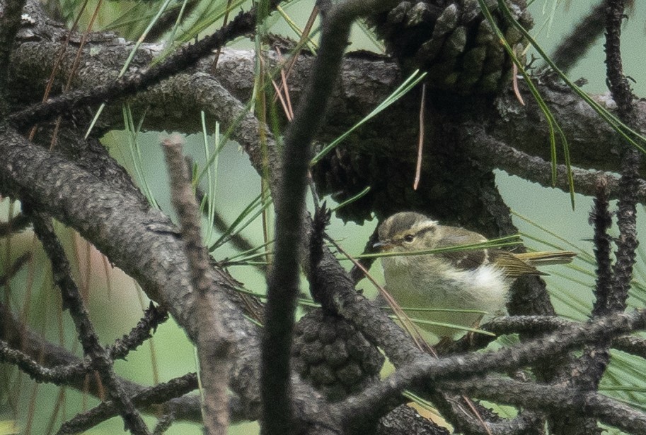 Sichuan Leaf Warbler - ML640351682