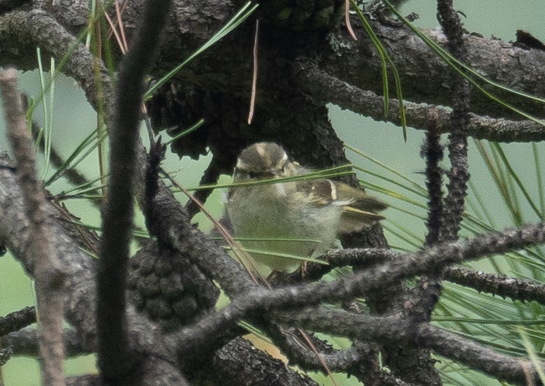 Sichuan Leaf Warbler - ML640351683