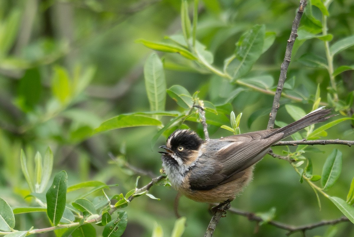 Black-browed Tit - ML640351684