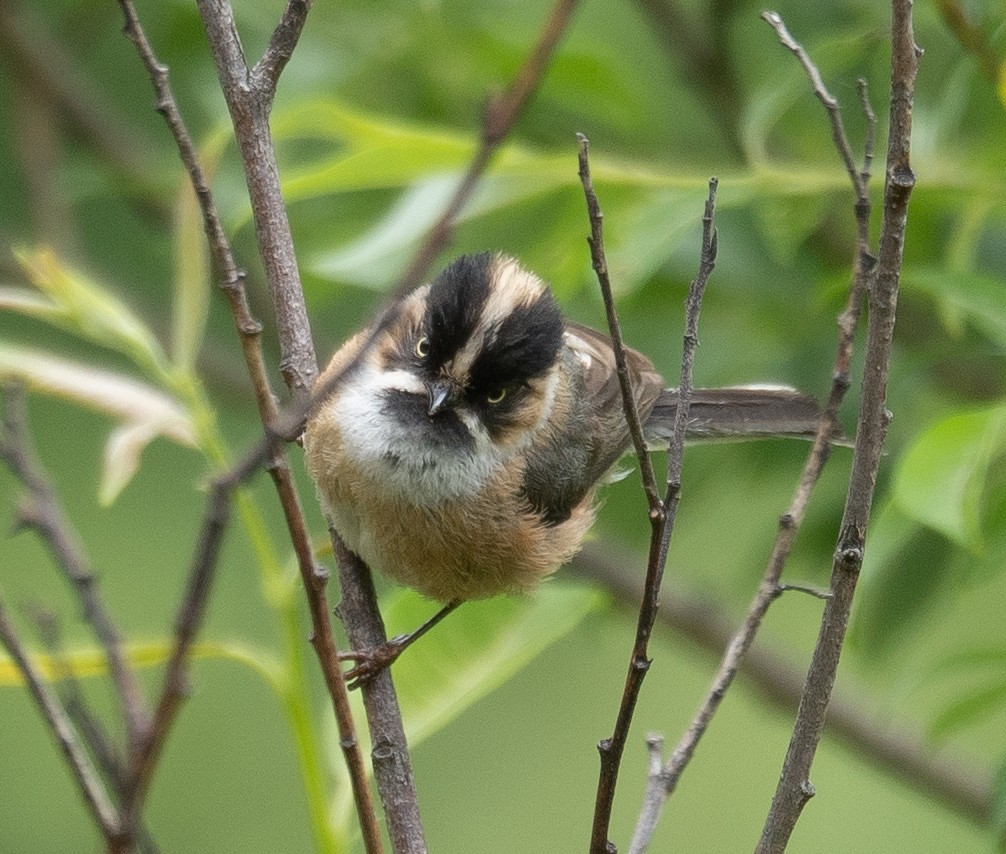 Black-browed Tit - ML640351685