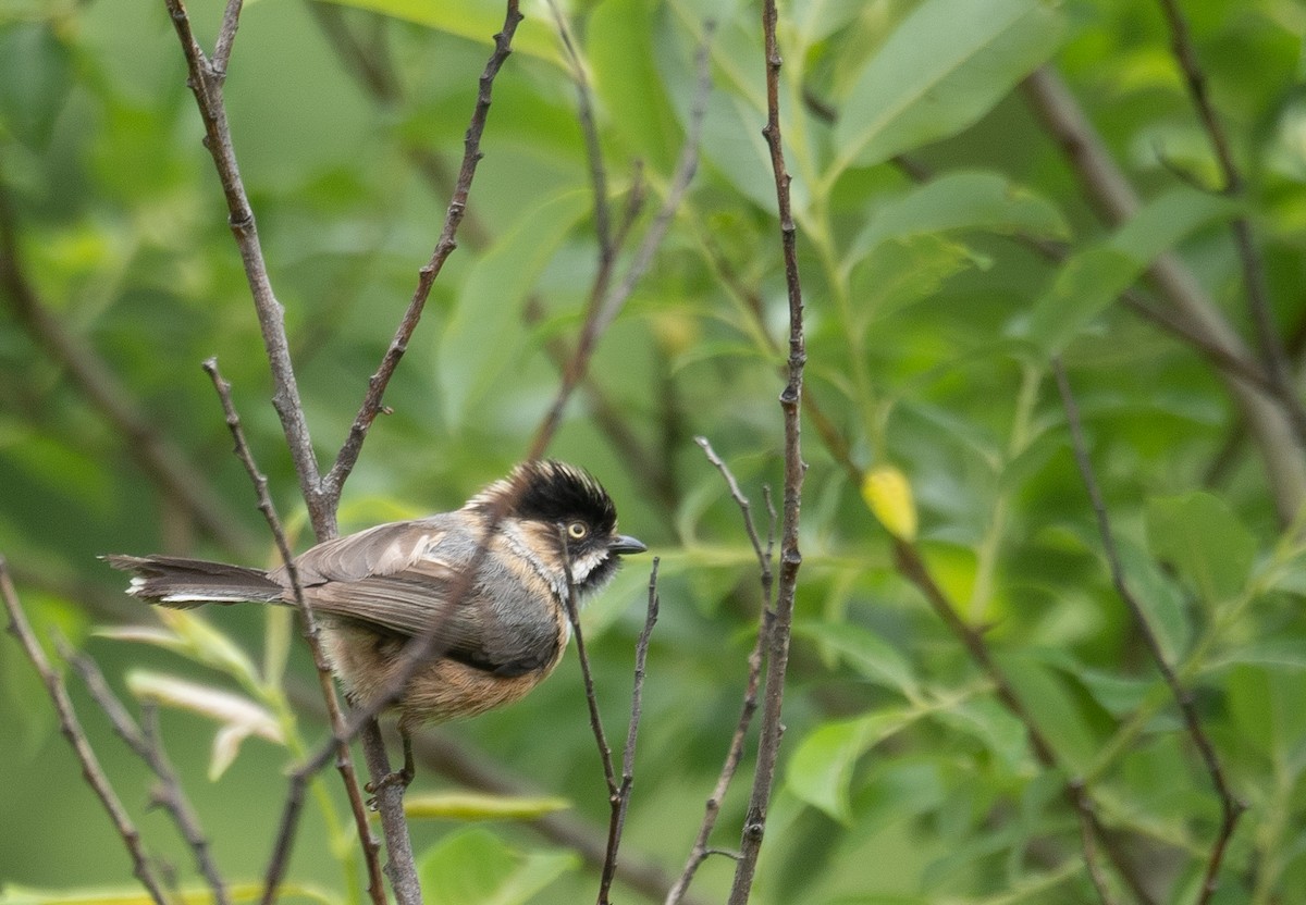 Black-browed Tit - ML640351686