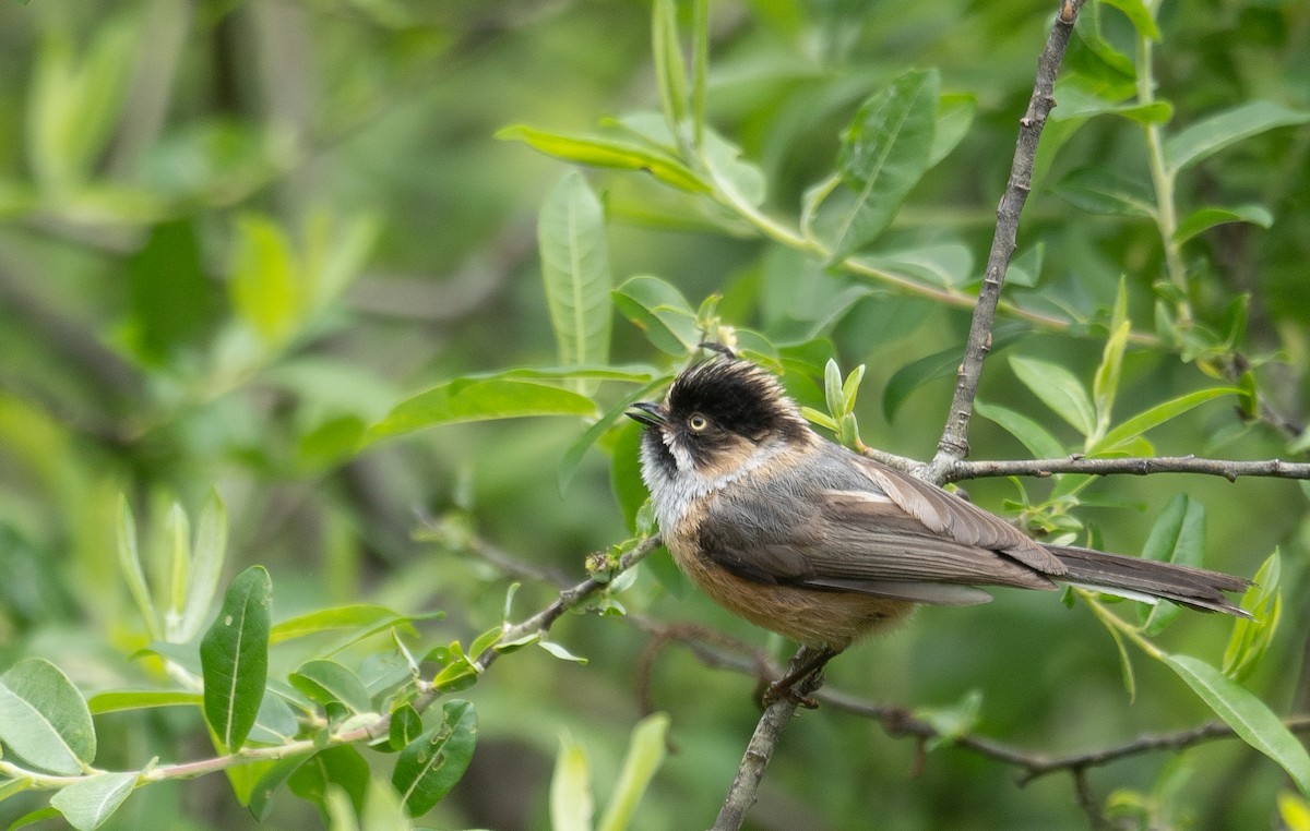 Black-browed Tit - ML640351687