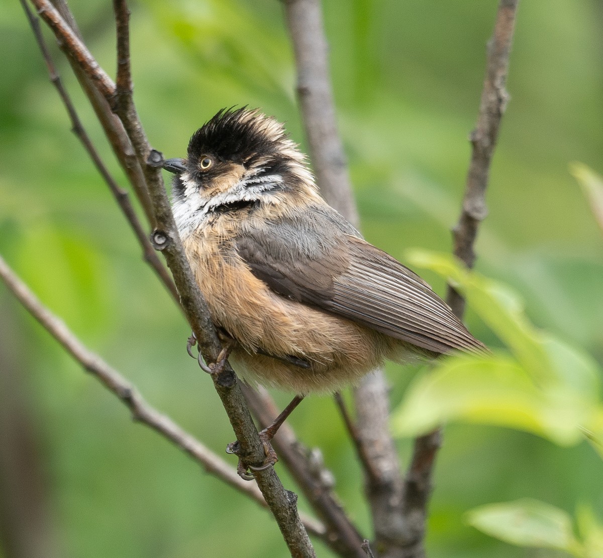 Black-browed Tit - ML640351688