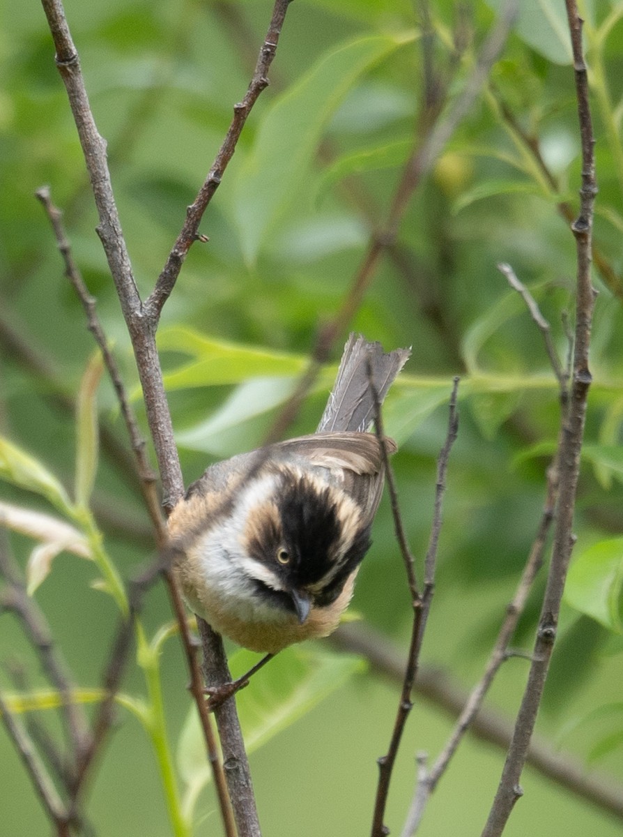 Black-browed Tit - ML640351689