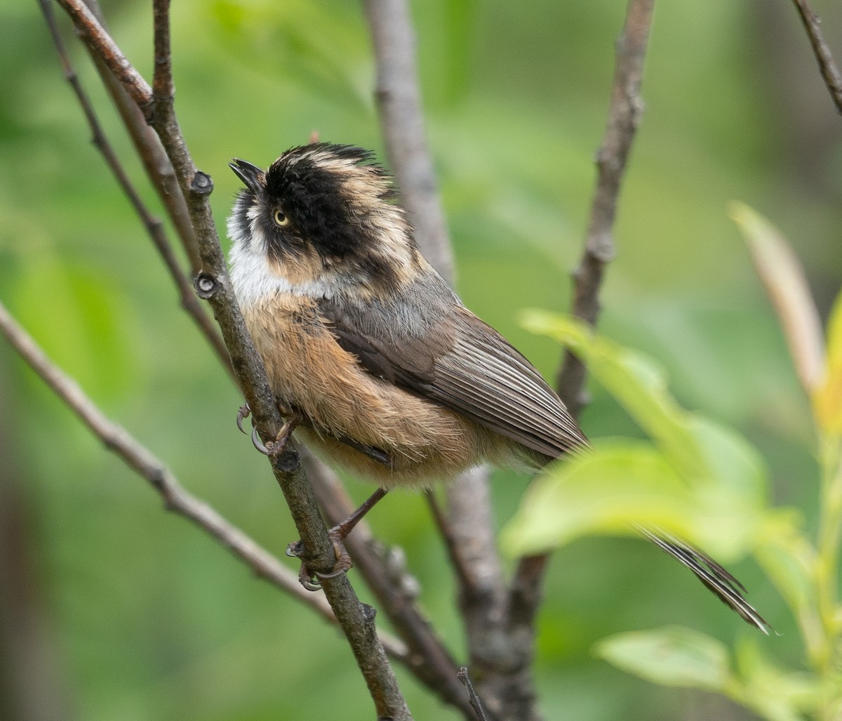 Black-browed Tit - ML640351692