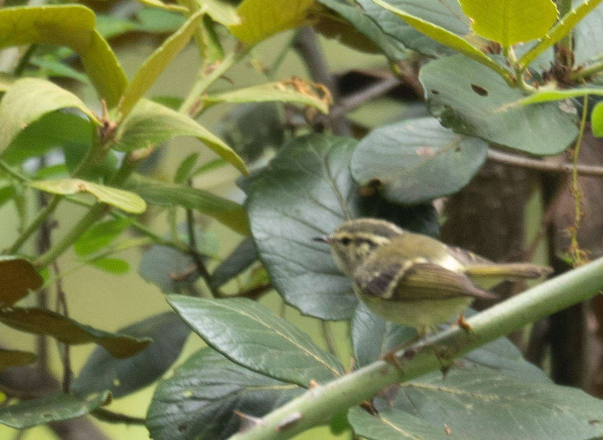 Black-browed Tit - ML640351695