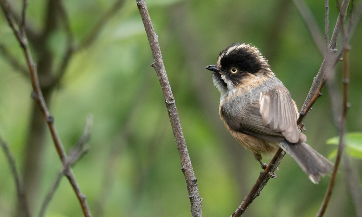 Black-browed Tit - ML640351696