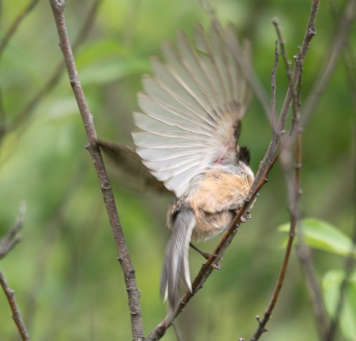 Black-browed Tit - ML640351697