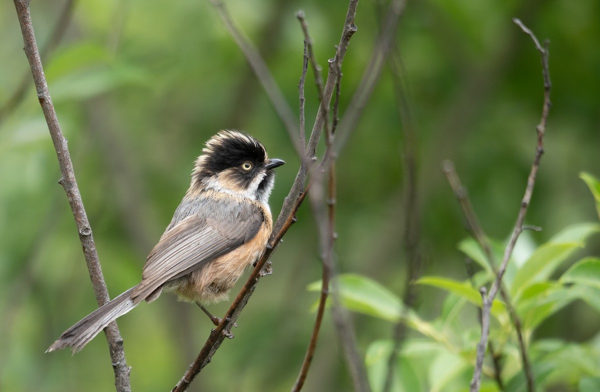 Black-browed Tit - ML640351698