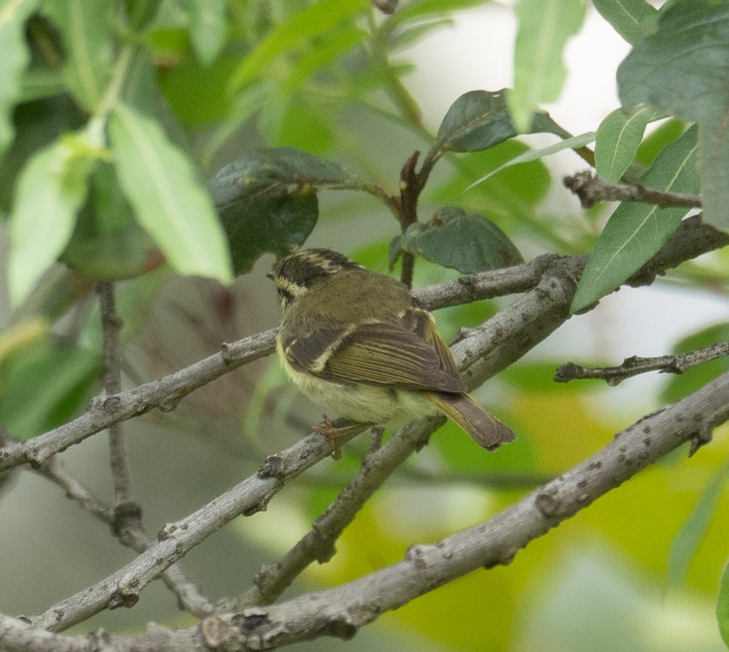 Sichuan Leaf Warbler - ML640351699