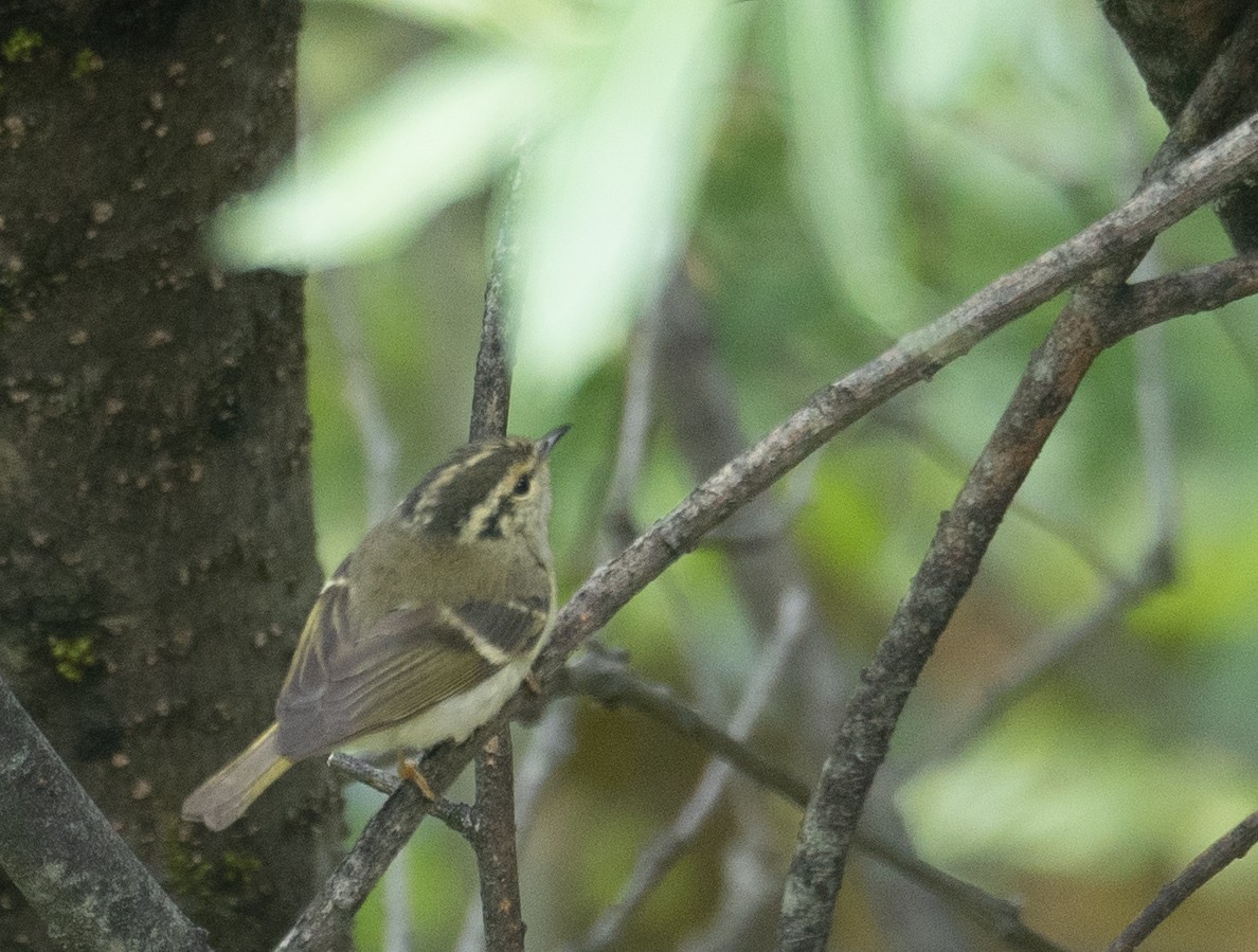Sichuan Leaf Warbler - ML640351700