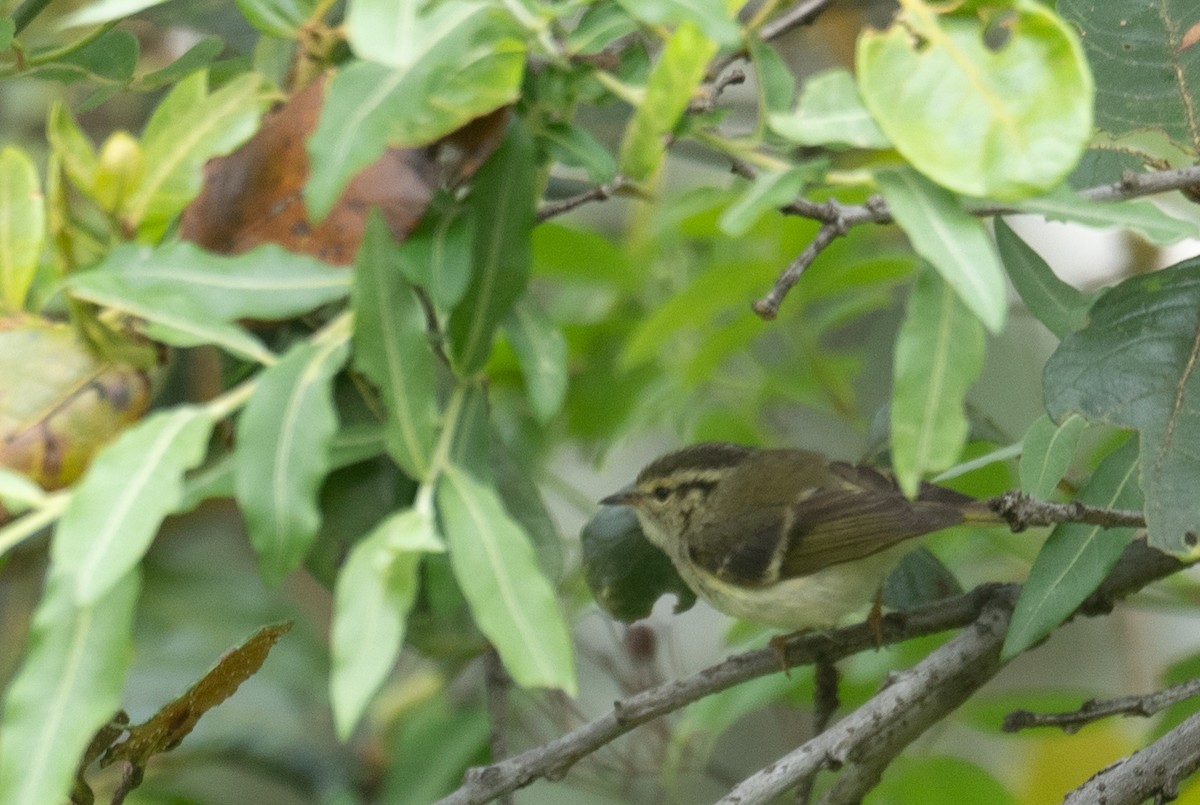Sichuan Leaf Warbler - ML640351701