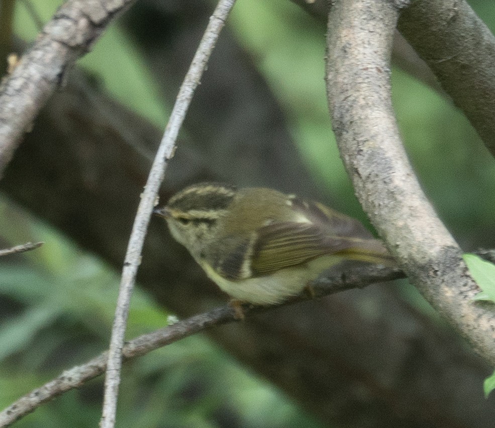 Sichuan Leaf Warbler - ML640351702