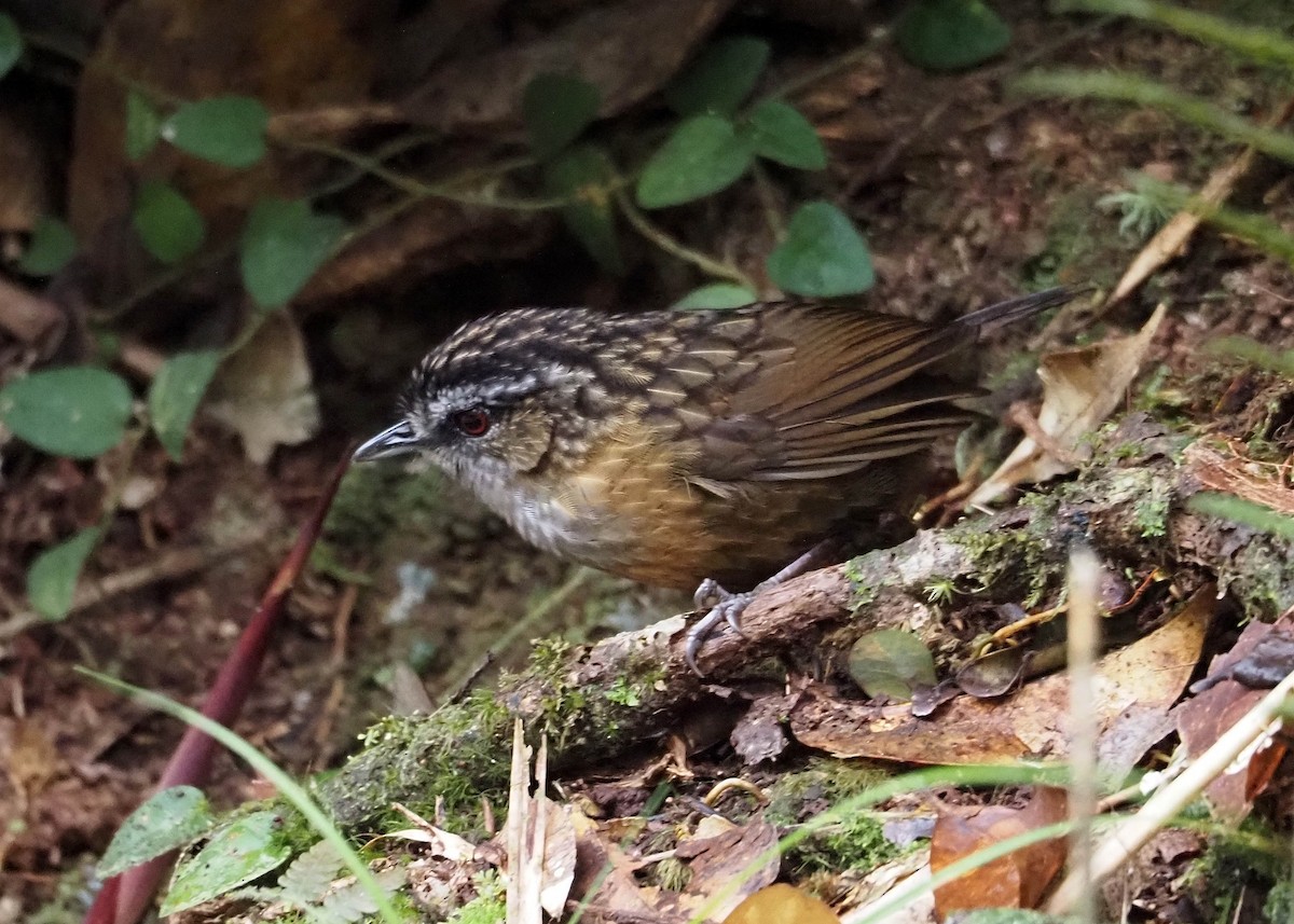 Mountain Wren-Babbler - ML640351892