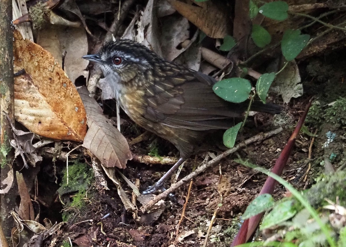Mountain Wren-Babbler - ML640351893