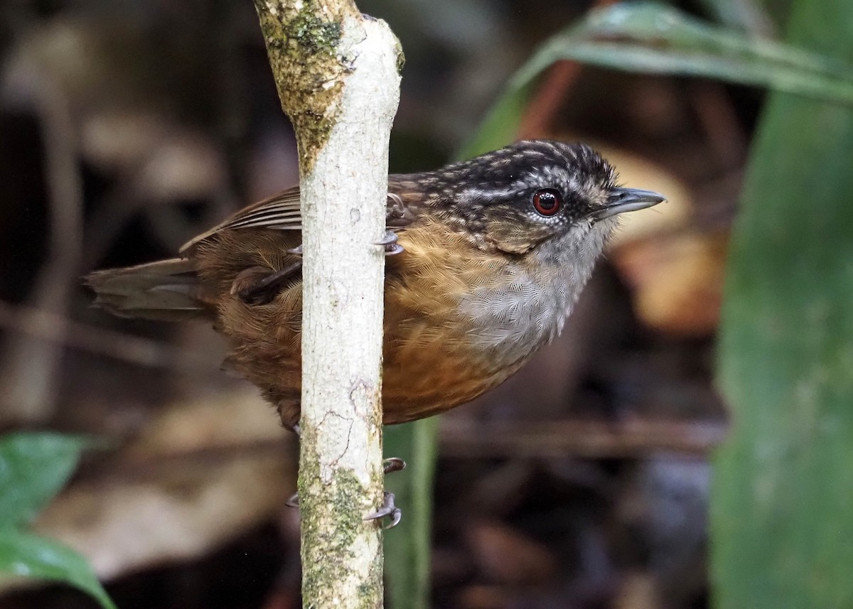 Mountain Wren-Babbler - ML640351894