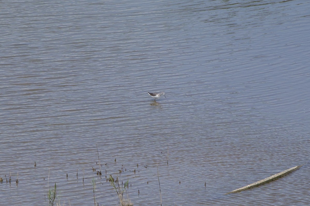 Common Greenshank - ML640351918