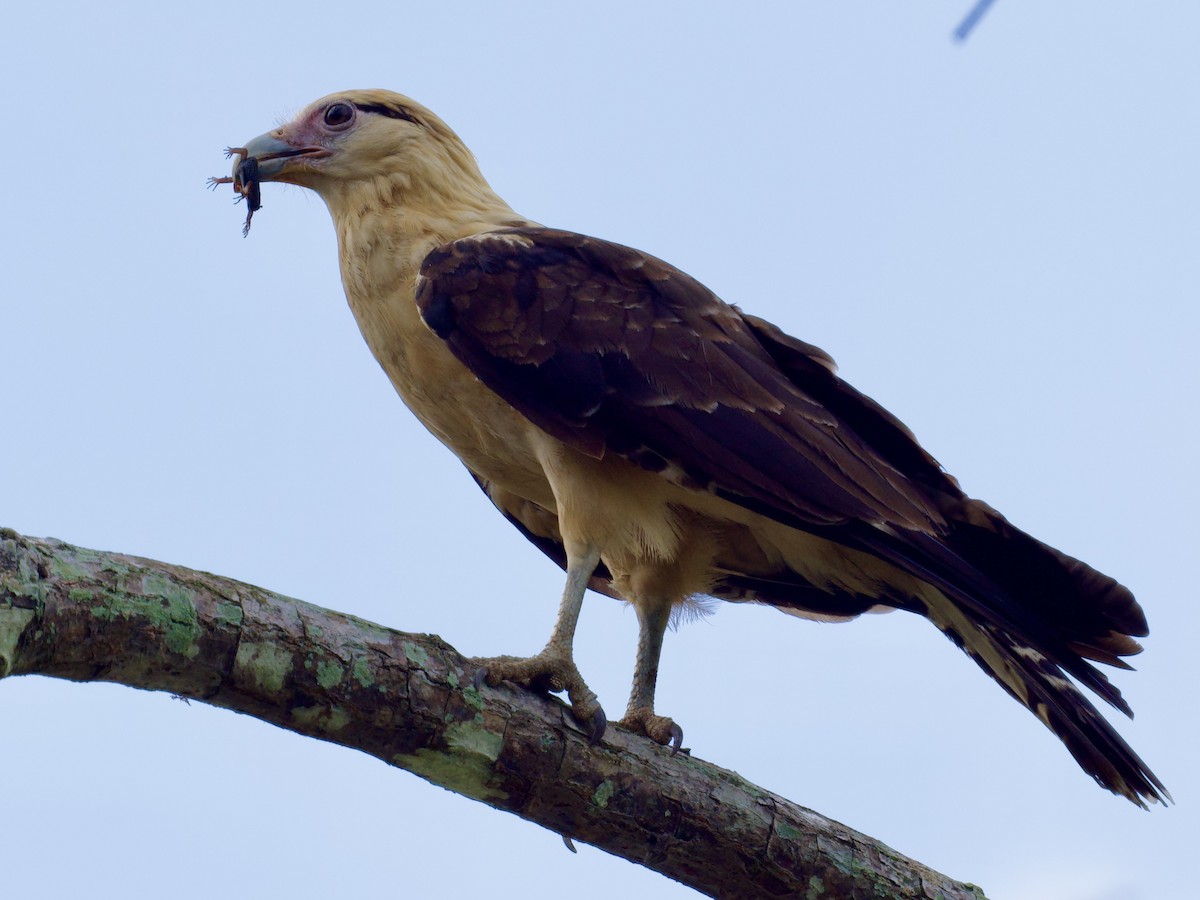 Yellow-headed Caracara - ML640351925