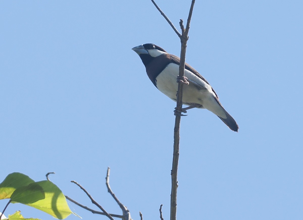 Timor Sparrow - ML640352031