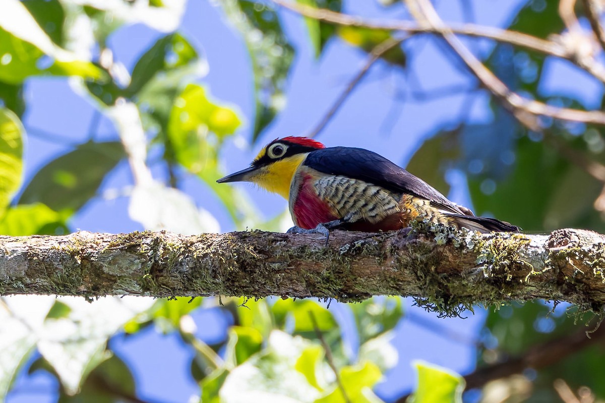 Yellow-fronted Woodpecker - ML640352039