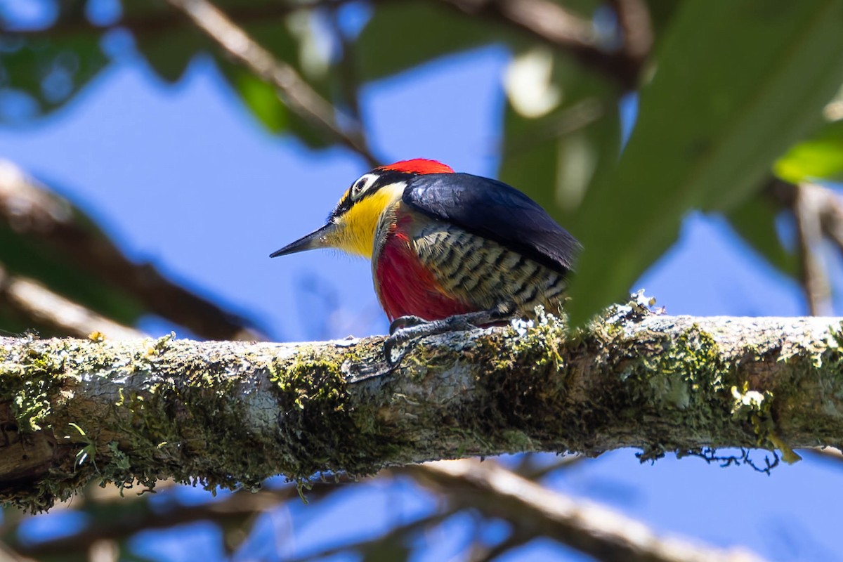 Yellow-fronted Woodpecker - ML640352040