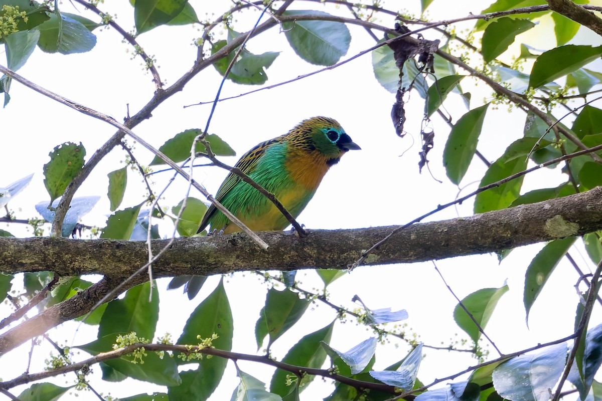 Brassy-breasted Tanager - ML640352047