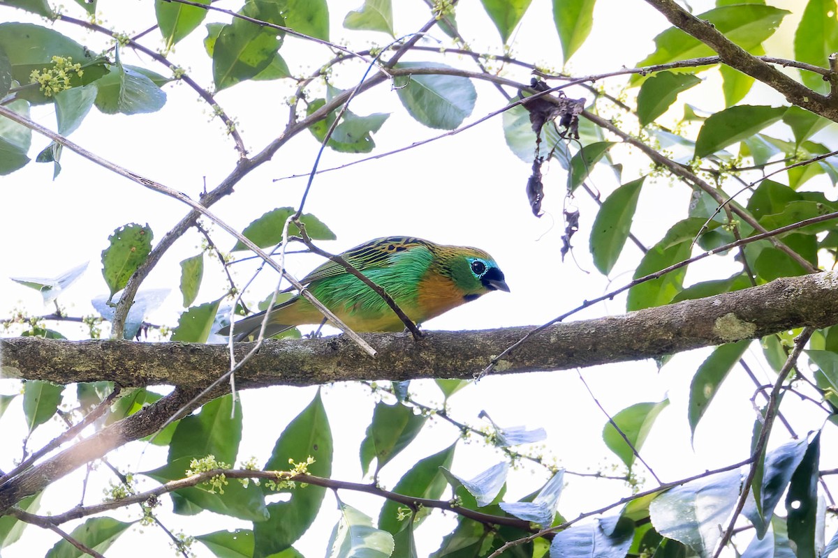 Brassy-breasted Tanager - ML640352048