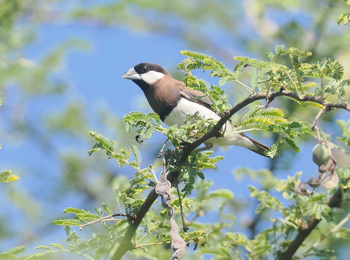 Timor Sparrow - ML640352049