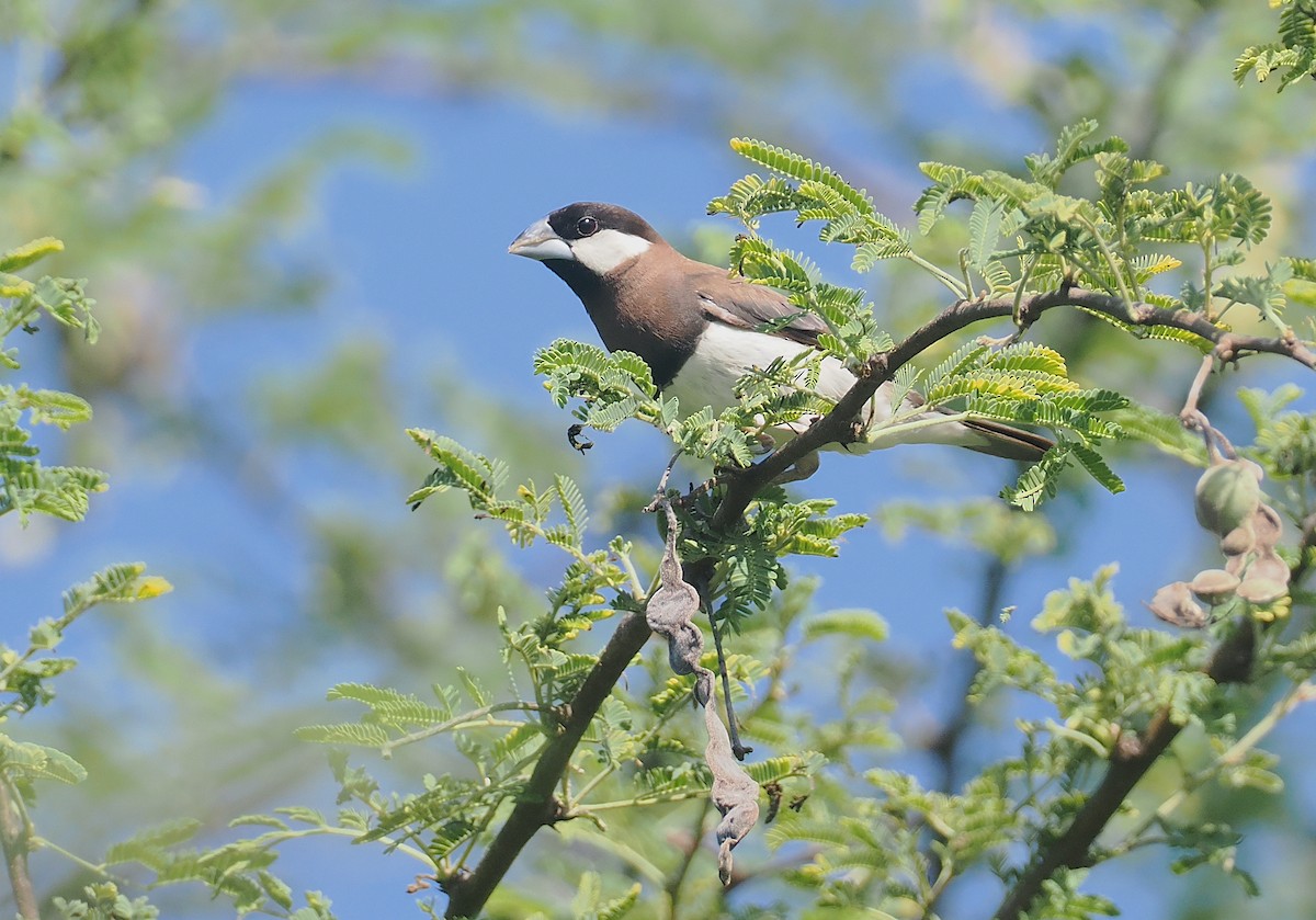 Timor Sparrow - ML640352054