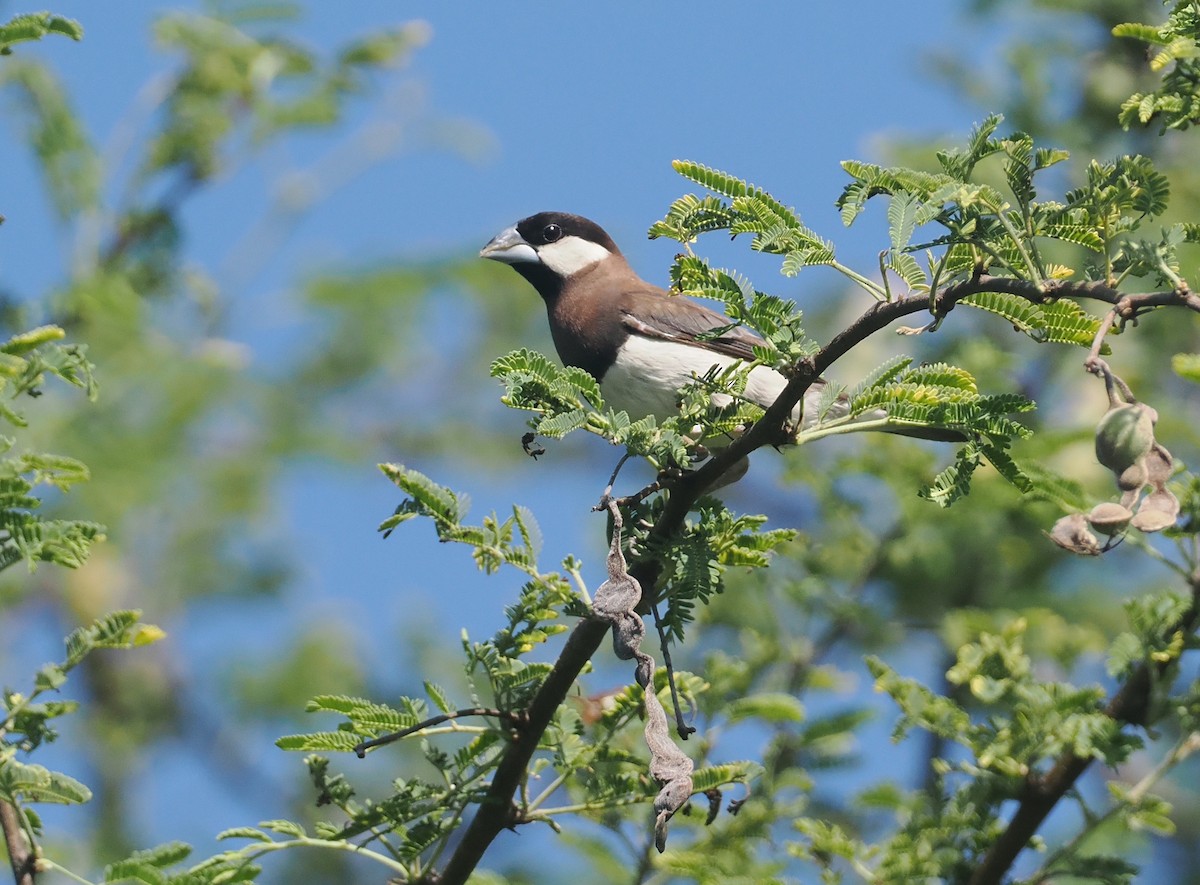 Timor Sparrow - ML640352056