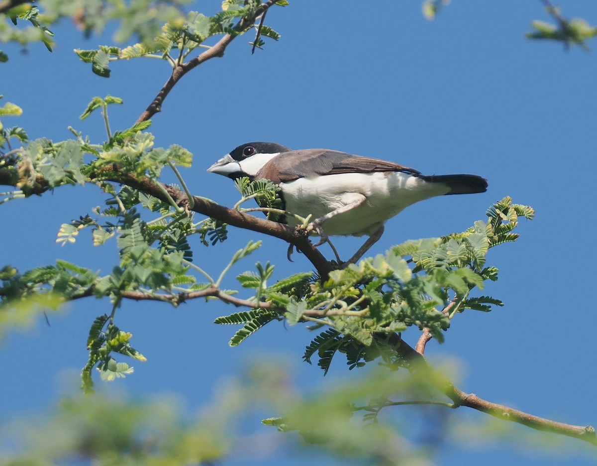 Timor Sparrow - ML640352084