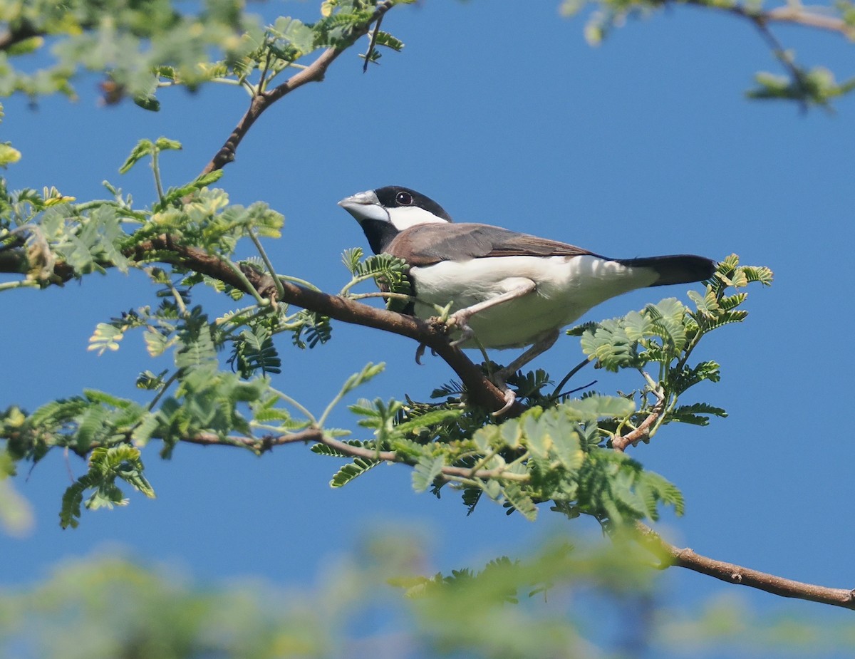 Timor Sparrow - ML640352087
