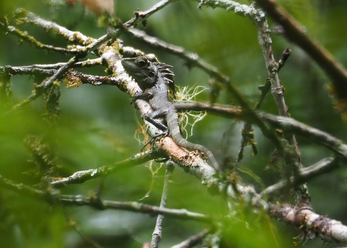Kinabalu Crested Agama - ML640352090