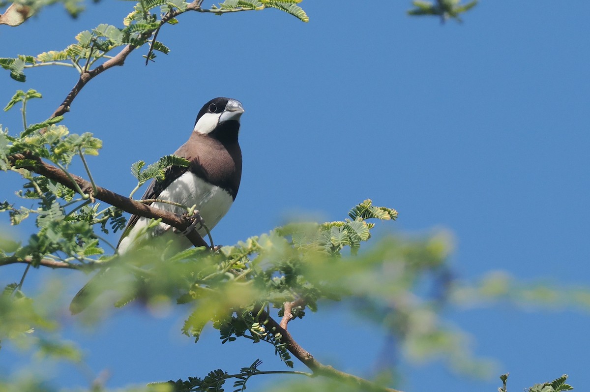 Timor Sparrow - ML640352097