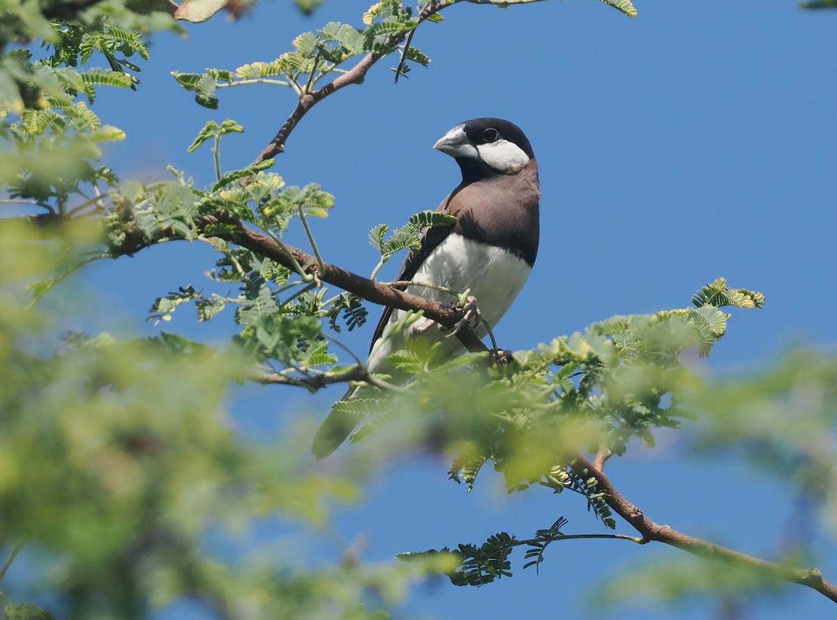 Timor Sparrow - ML640352101