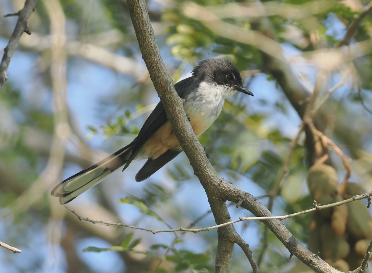 Northern Fantail (Timor) - ML640352107