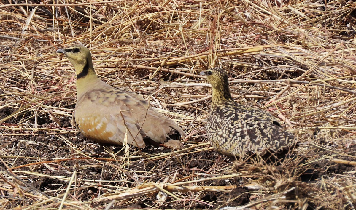 Yellow-throated Sandgrouse - ML640352138