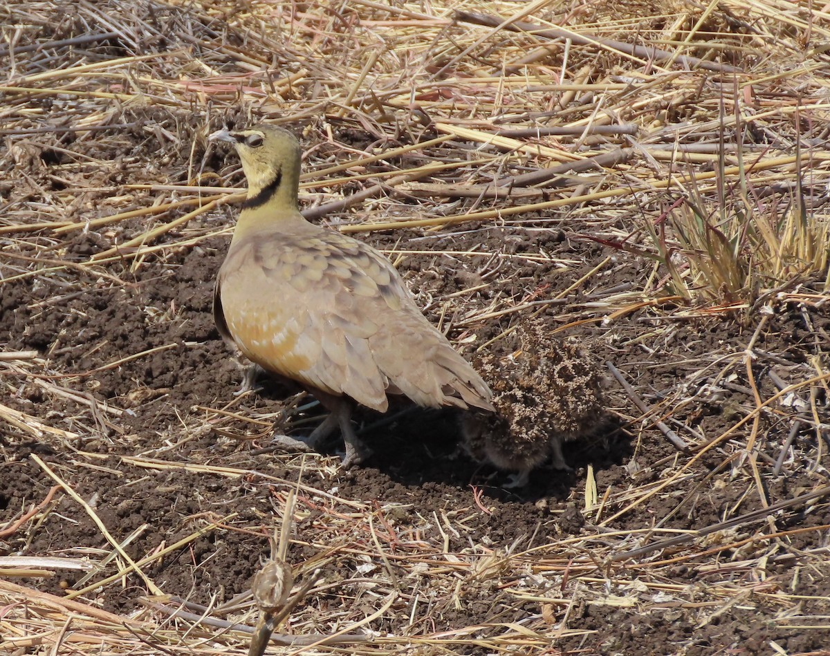 Yellow-throated Sandgrouse - ML640352151