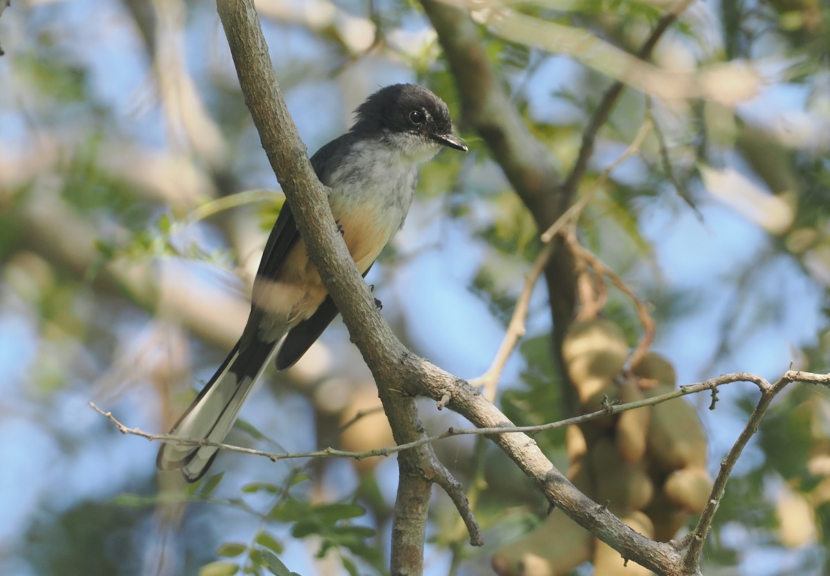 Northern Fantail (Timor) - ML640352152