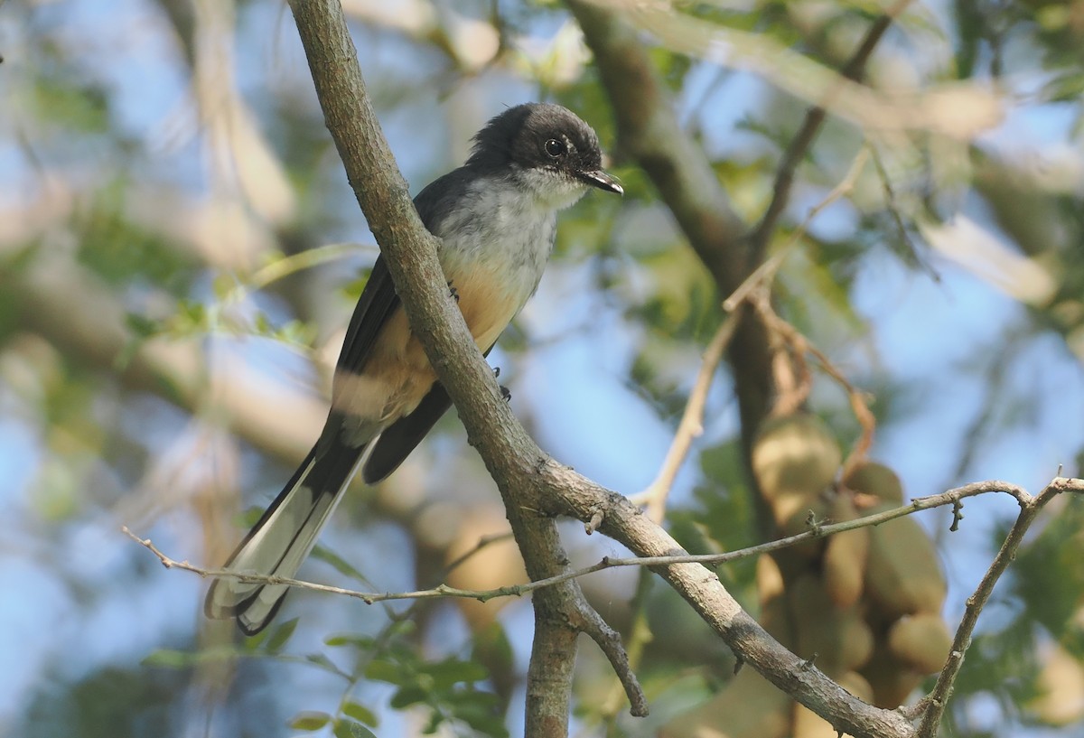 Northern Fantail (Timor) - ML640352160